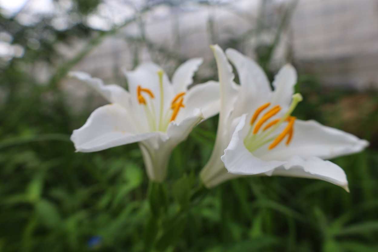 タモトユリの花が咲きました♪