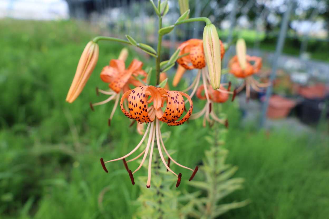 斑入りオニユリの花