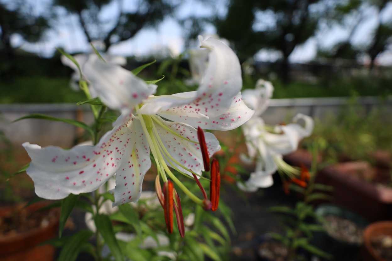 那須錦 花