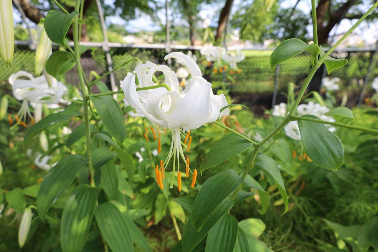 シロカノコユリ 峰の雪 花