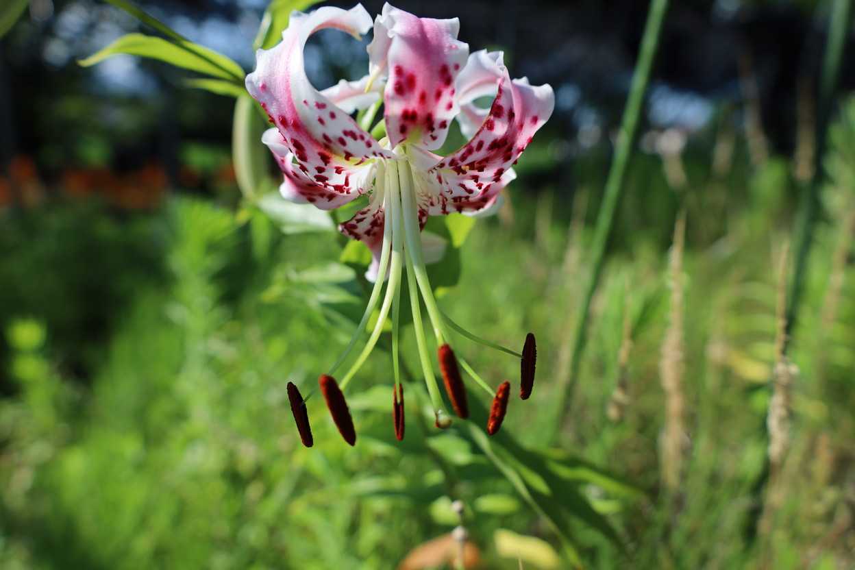 タキユリの花