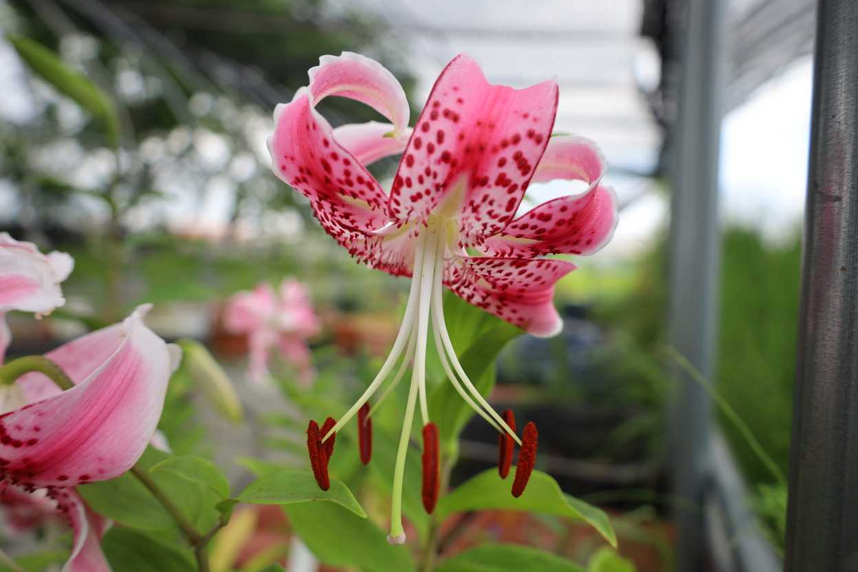 アカカノコユリ 花