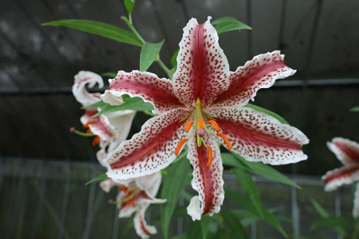 高冷地に咲くユリの花