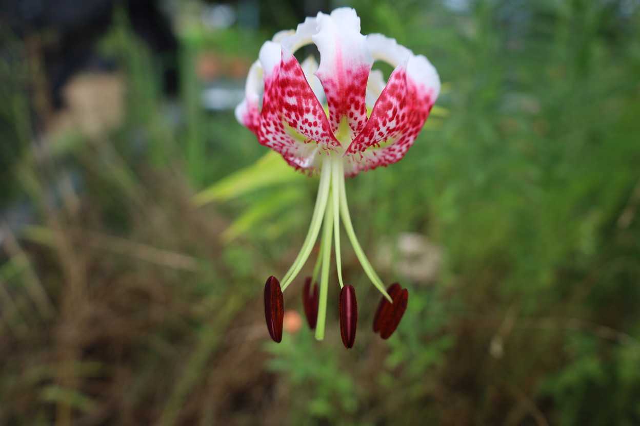 タイワンカノコユリ 花