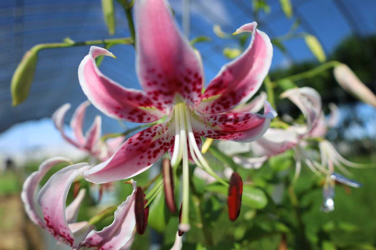 甑島カノコユリの花