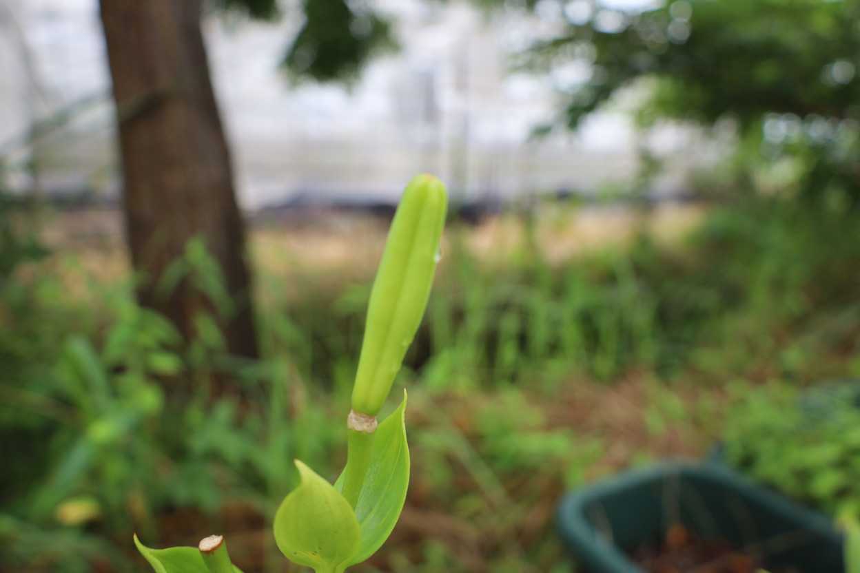 蒴果 2