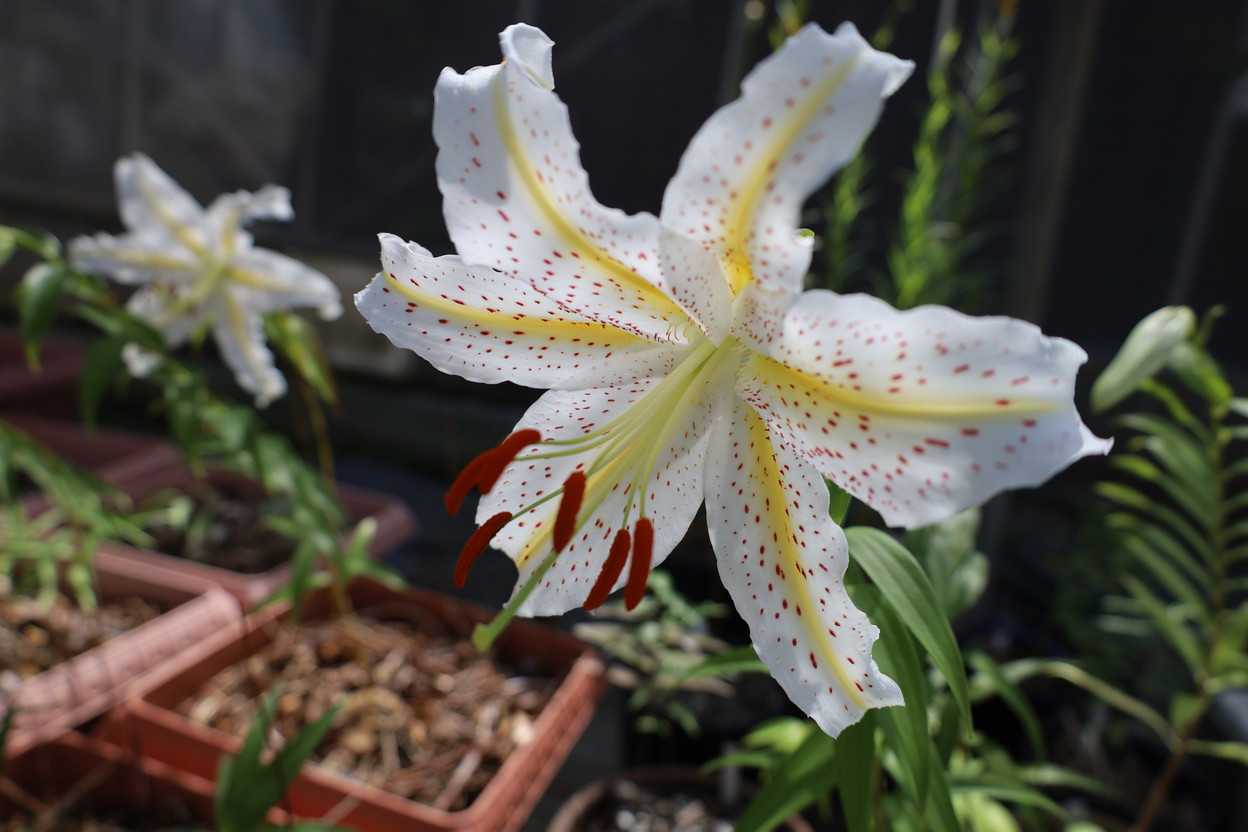 蒴果 5 耐暑性