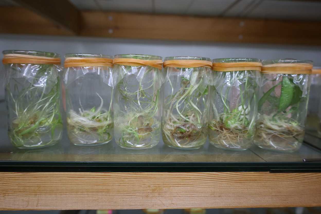 1月に無菌播種した種