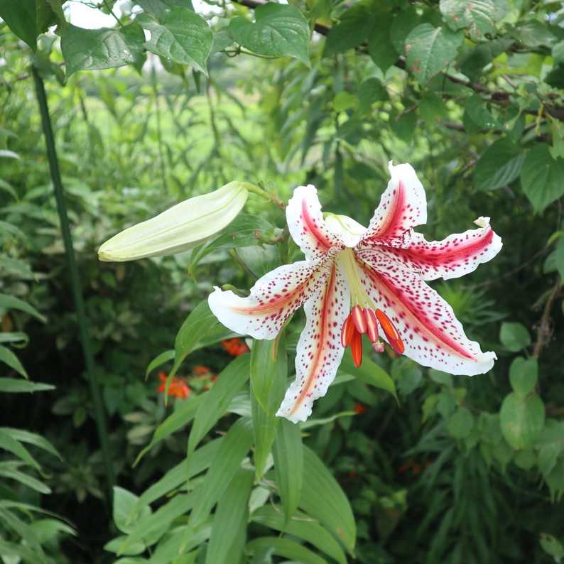 ベニスジヤマユリの発色 | ユリブログ | 五領ヶ台ガーデン 花苗・野菜苗の生産|神奈川県平塚市