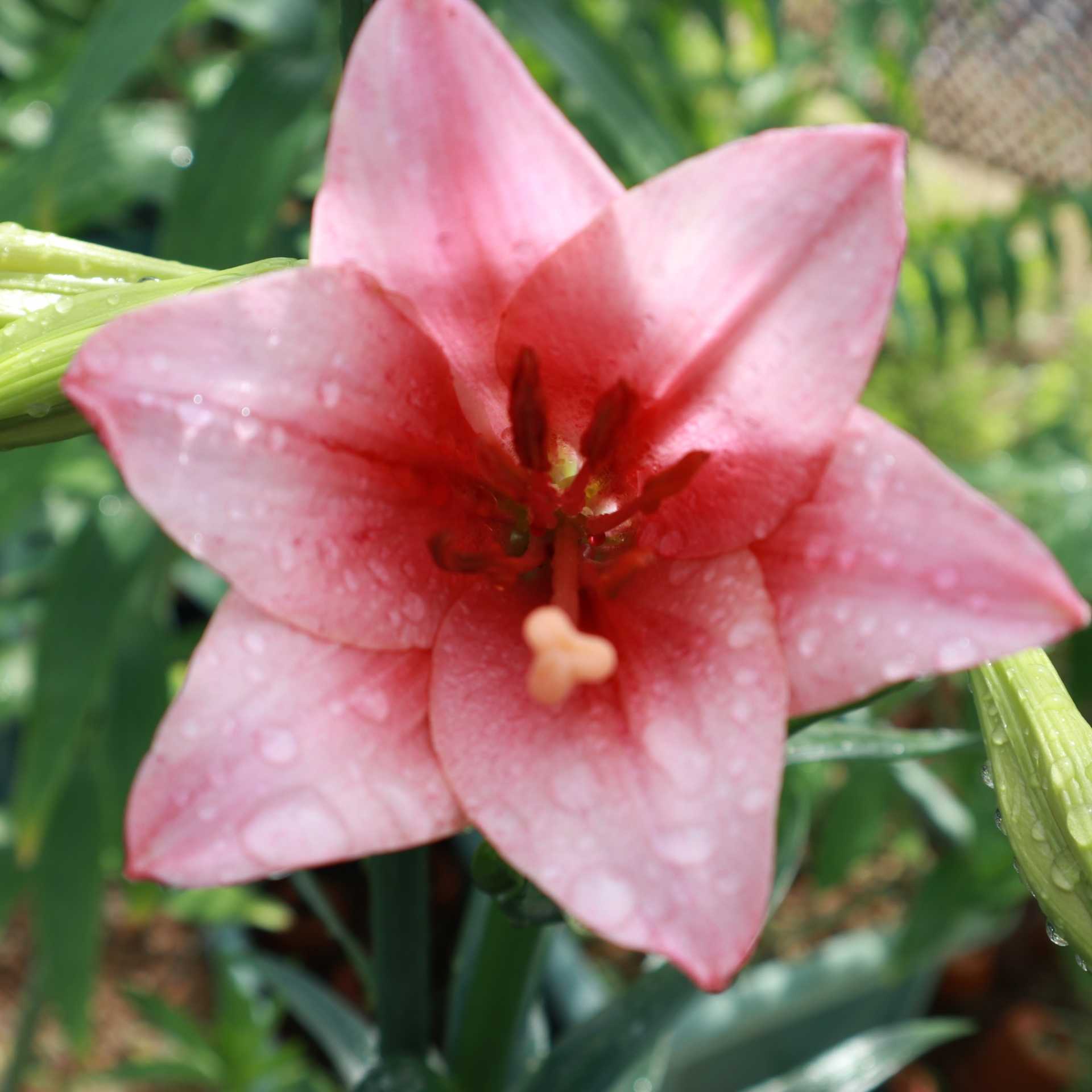 めざめ ユリブログ 五領ヶ台ガーデン ユリと花の販売 神奈川県平塚市