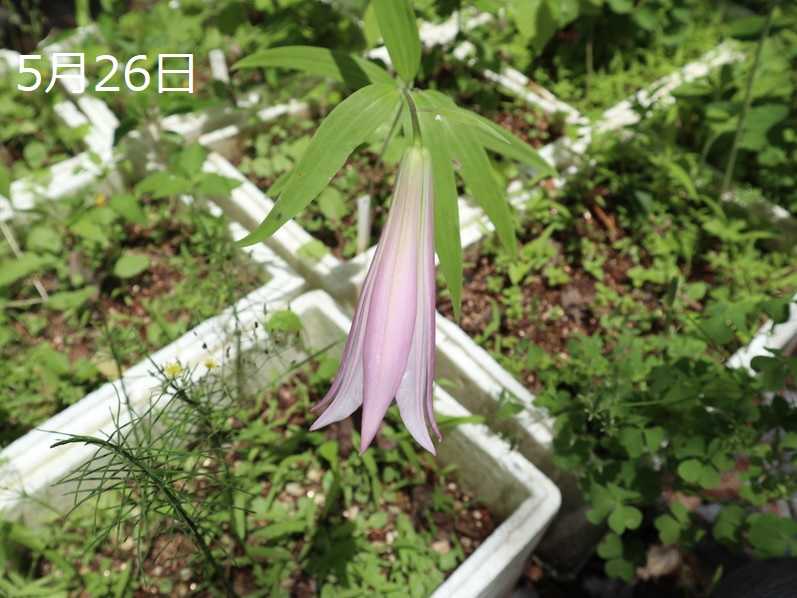 ササユリの開花 ユリブログ 五領ヶ台ガーデン ユリと花の販売 神奈川県平塚市