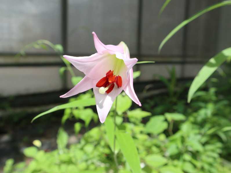 ササユリの開花 ユリブログ 五領ヶ台ガーデン ユリと花の販売 神奈川県平塚市