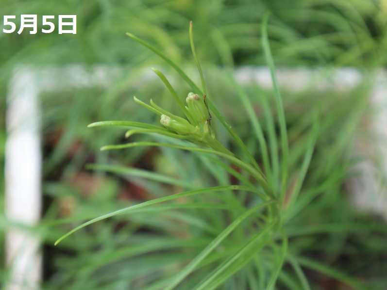 マツバユリの変化 ユリブログ 五領ヶ台ガーデン ユリと花の販売 神奈川県平塚市