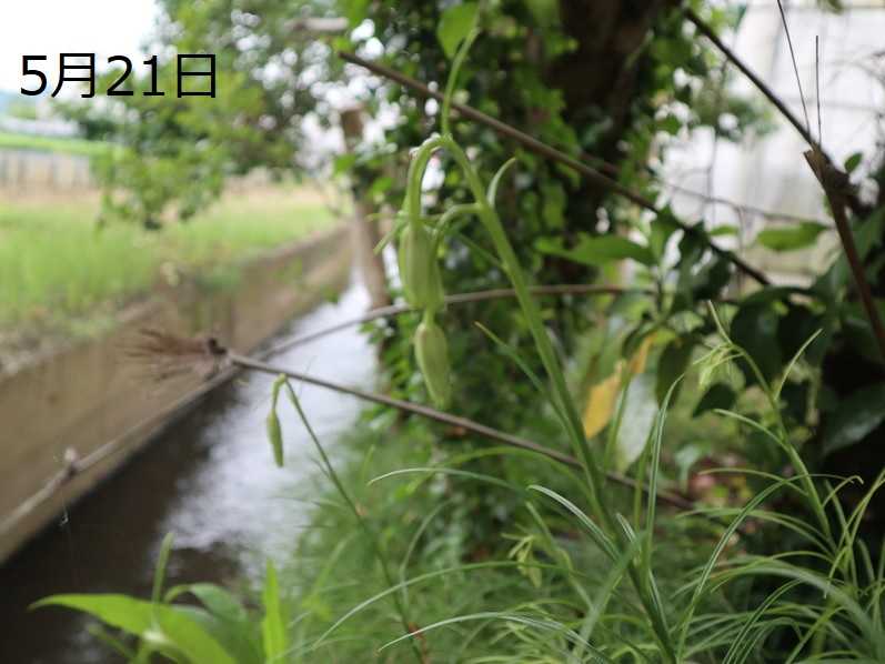 マツバユリの変化 ユリブログ 五領ヶ台ガーデン ユリと花の販売 神奈川県平塚市