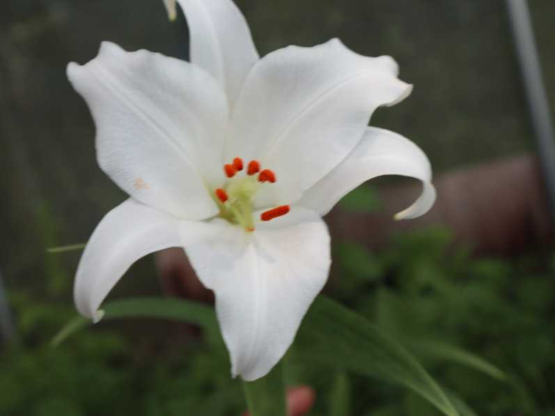 ササユリ 白花 | ユリブログ | 五領ヶ台ガーデン ユリと花の販売