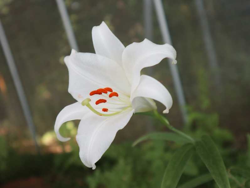ササユリ 白花 | ユリブログ | 五領ヶ台ガーデン ユリと花の販売