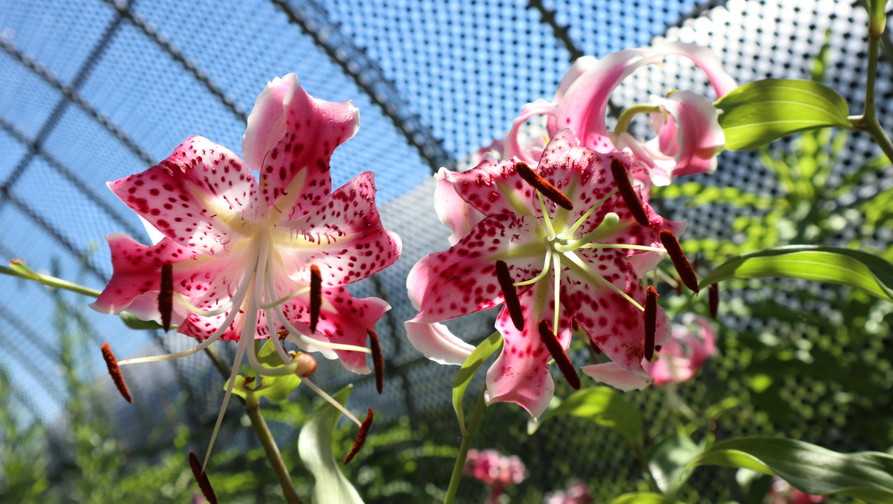 アカカノコユリの花とタキユリの花 ユリブログ 五領ヶ台ガーデン ユリと花の販売 神奈川県平塚市