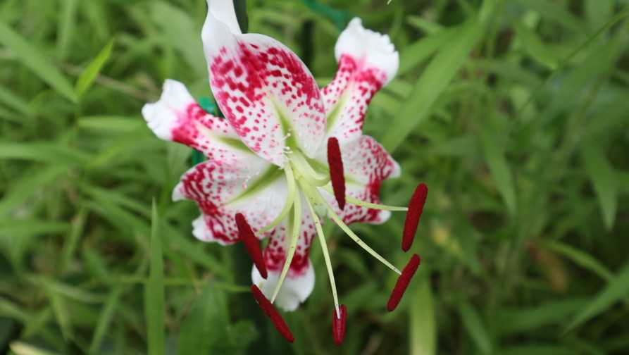 タイワンカノコユリ 花が咲きました ユリブログ 五領ヶ台ガーデン ユリと花の販売 神奈川県平塚市